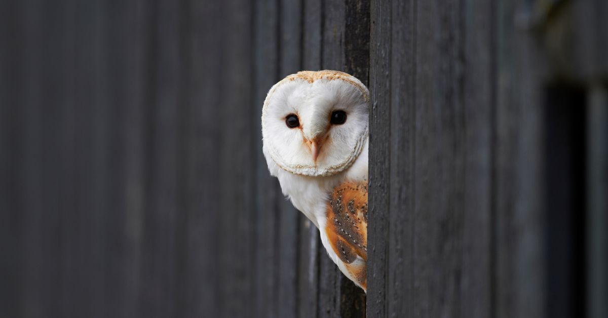 Barn-Owl