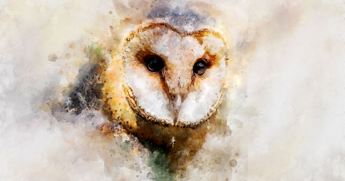 Barn-Owl