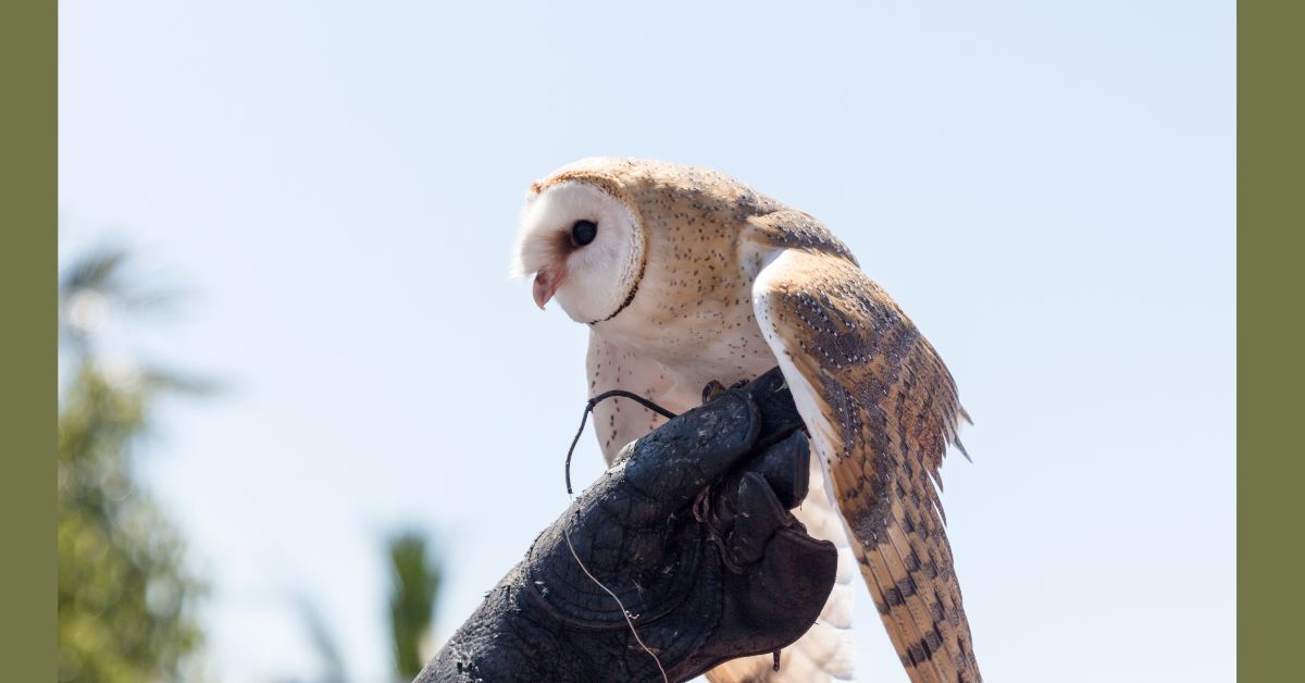 Barn-Owl