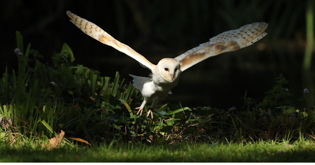 Barn-Owl