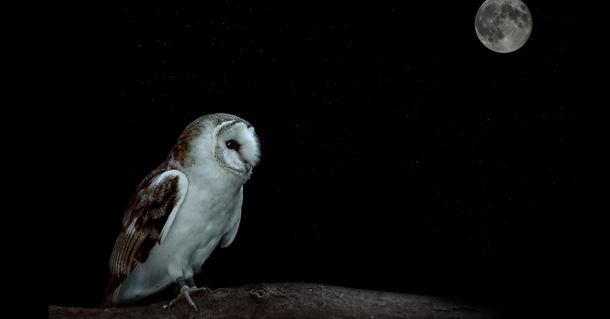 Barn-Owl