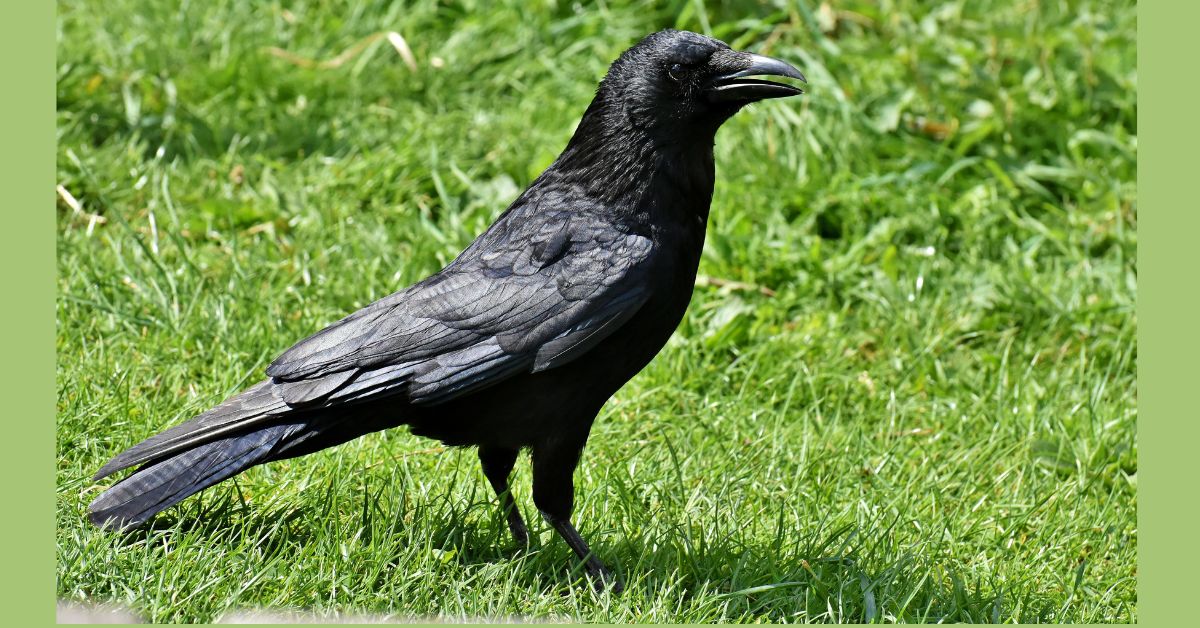 Black-Birds