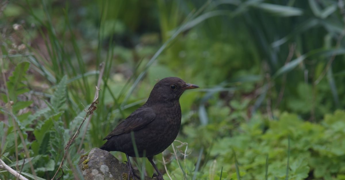 Black-Birds