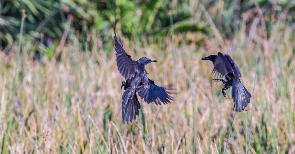 Black-Birds