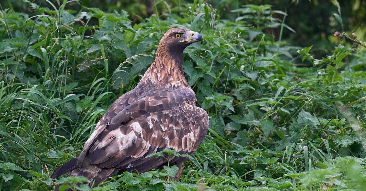 Eagle-Birds