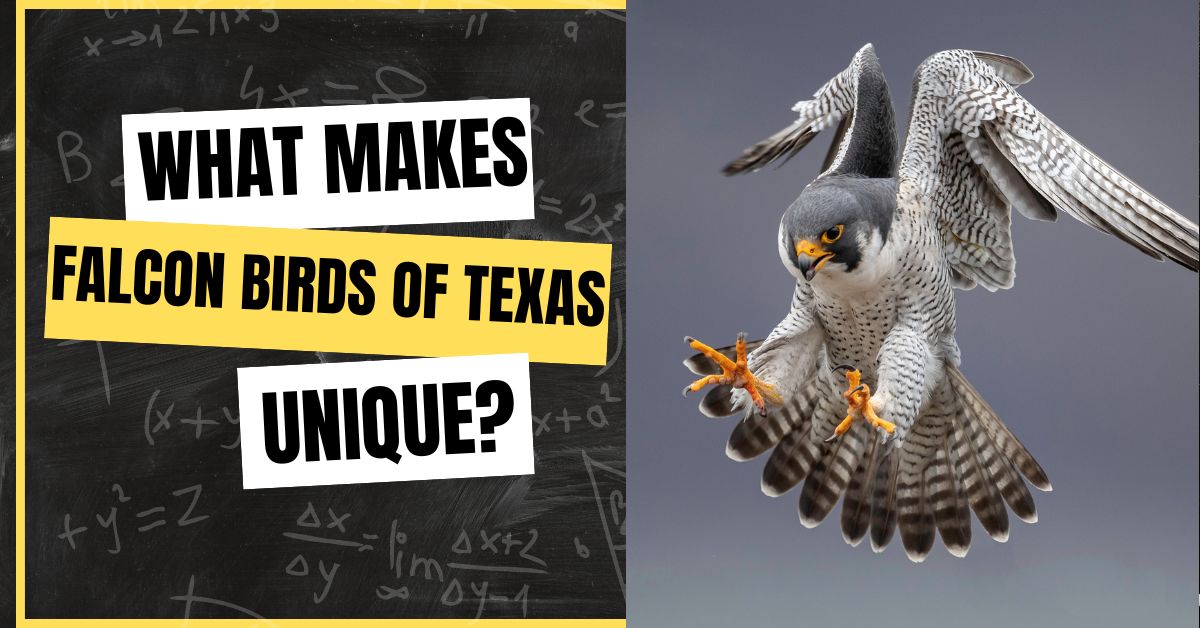 Falcon-Birds-of-Texas