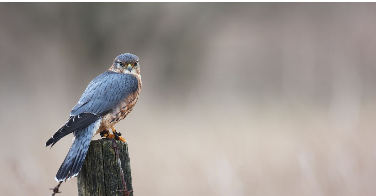 Falcon-Birds-of-Texas