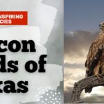 Falcon-Birds-of-Texas