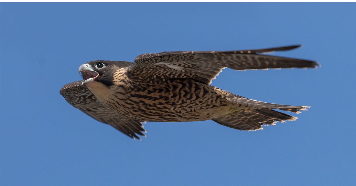 Falcon-Birds-of-Texas