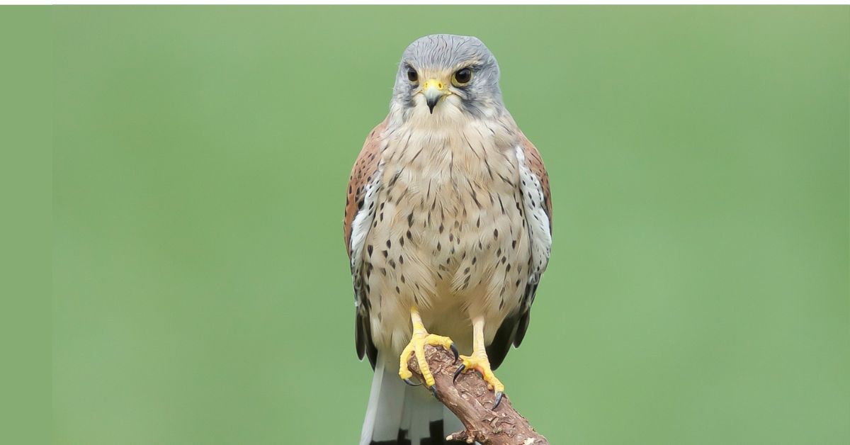 Falcon-Birds-of-Texas