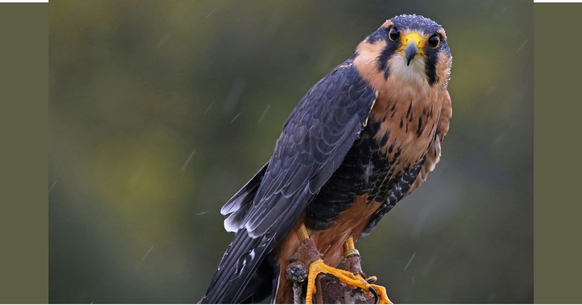 Falcon-Birds-of-Texas