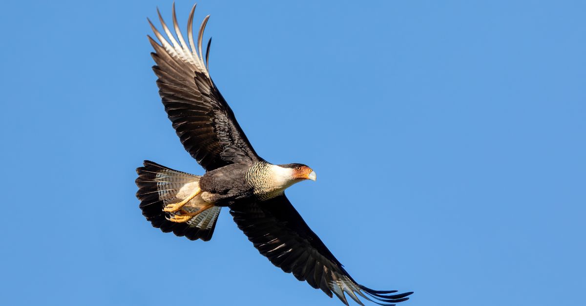 Falcon-Birds-of-Texas