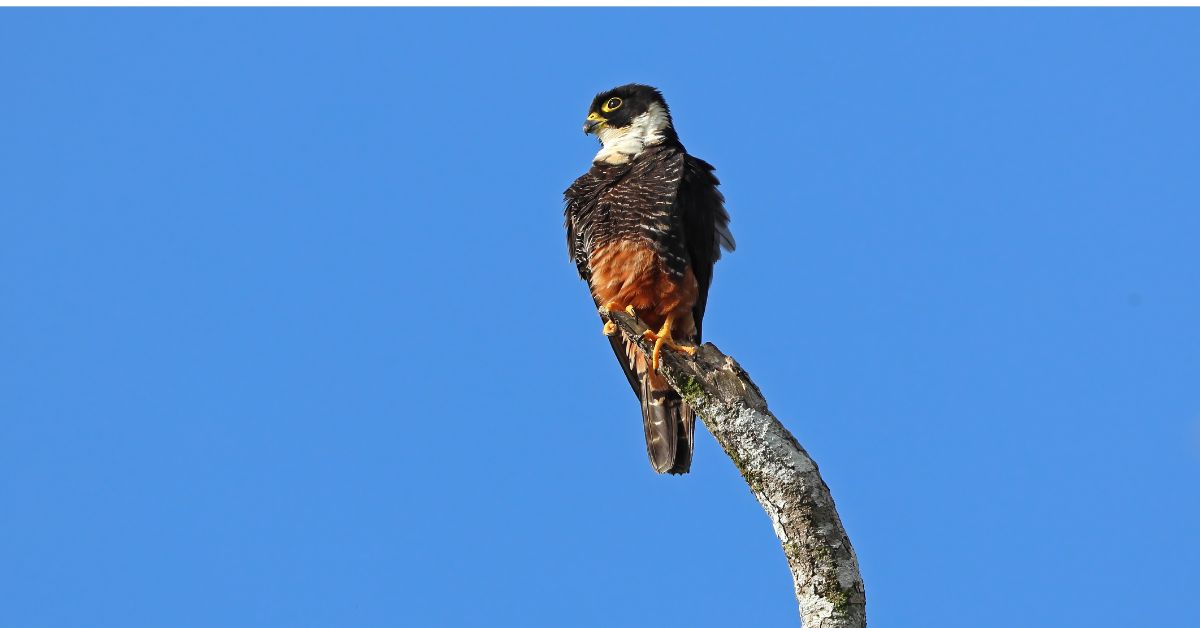 Falcon-Birds-of-Texas