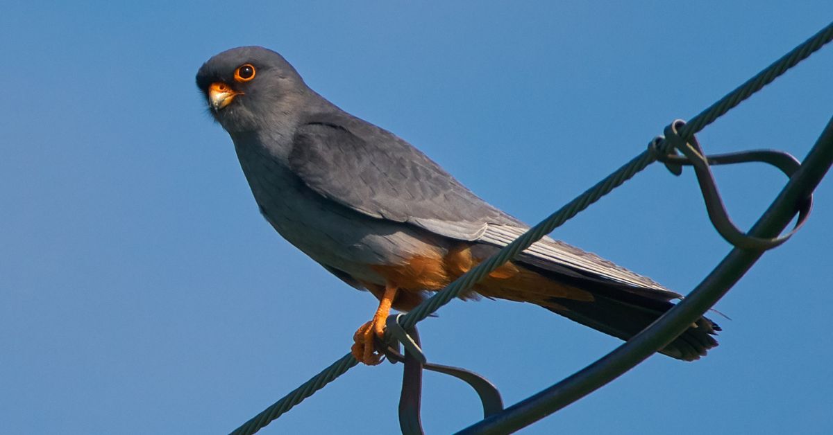 Falcon-Birds-of-Texas