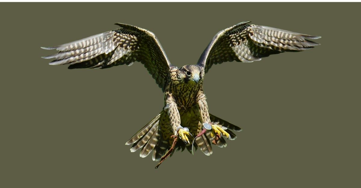 Falcon-Birds-of-Texas