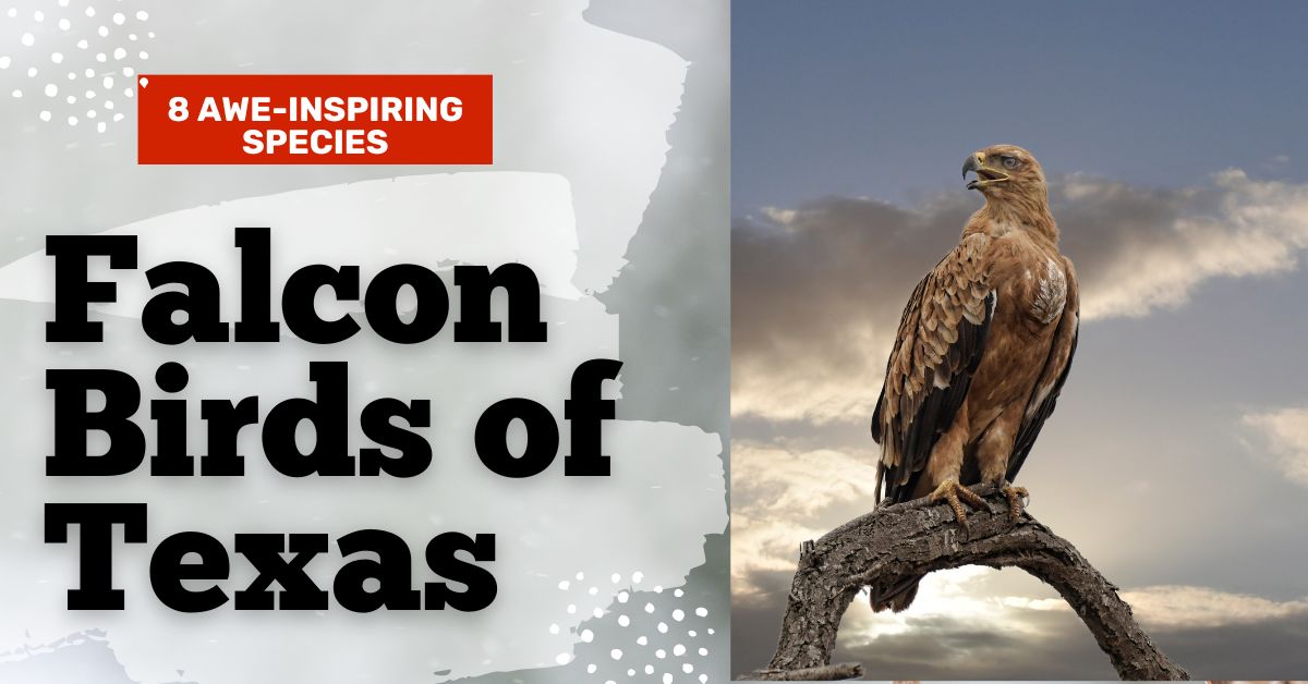 Falcon-Birds-of-Texas