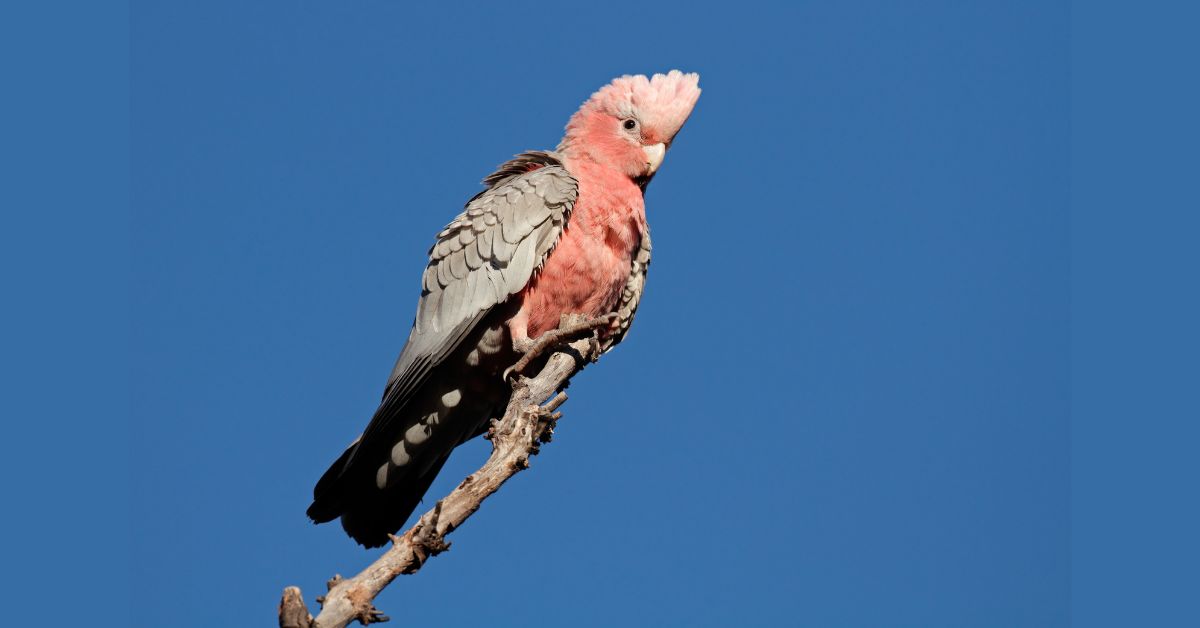 Kakadu-Parrots