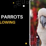 Kakadu-Parrots