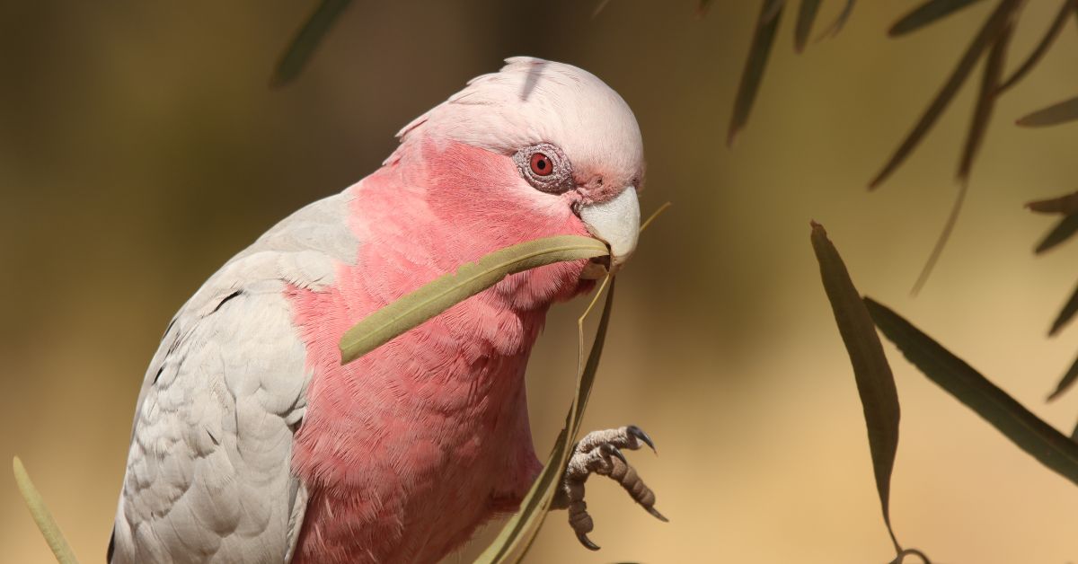 Kakadu-Parrots