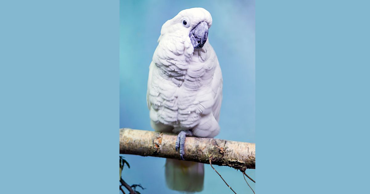 Kakadu-Parrots