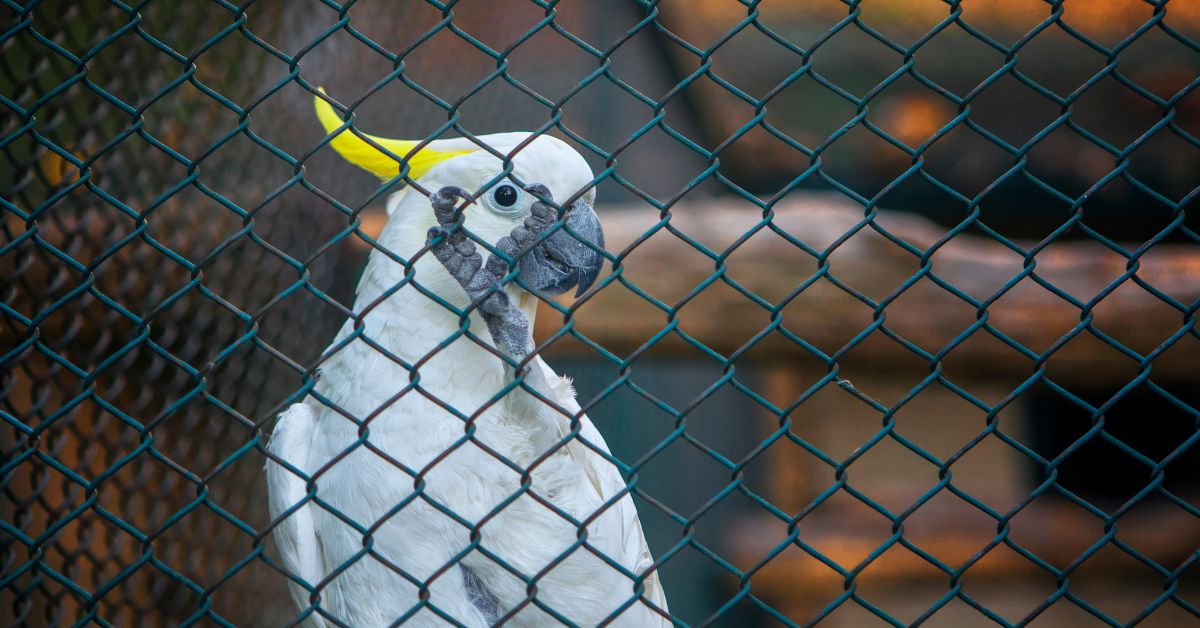 Kakadu-Parrots