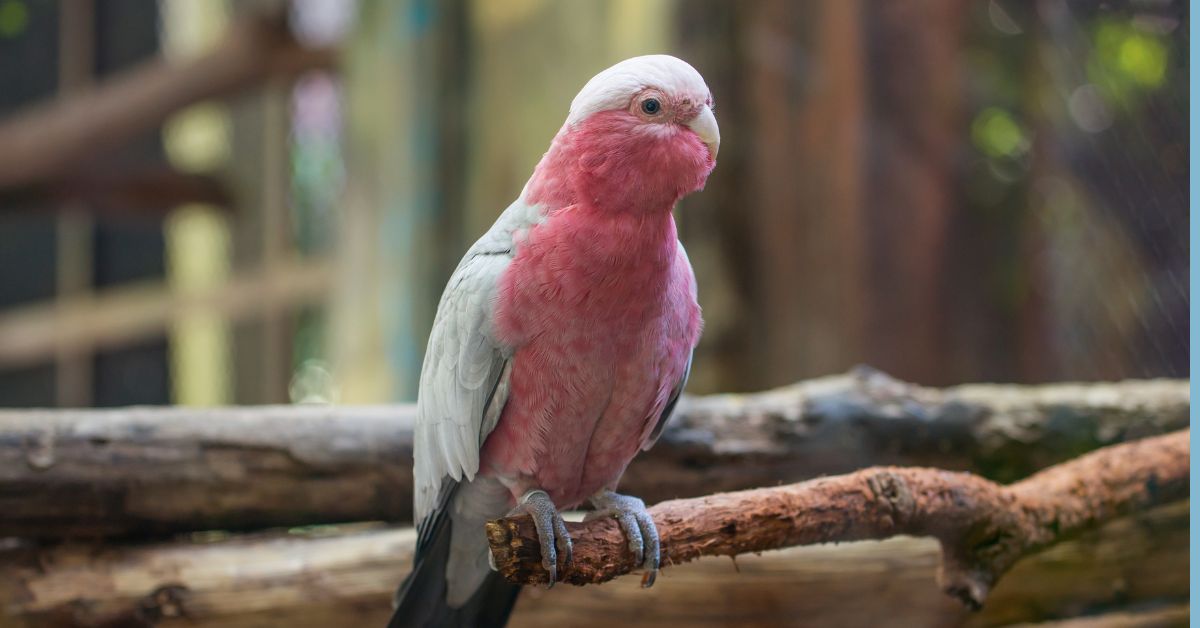 Kakadu-Parrots