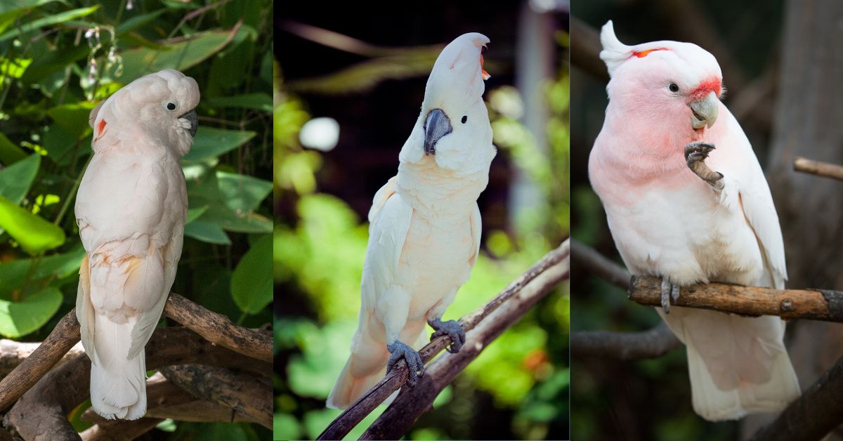 Kakadu-Parrots