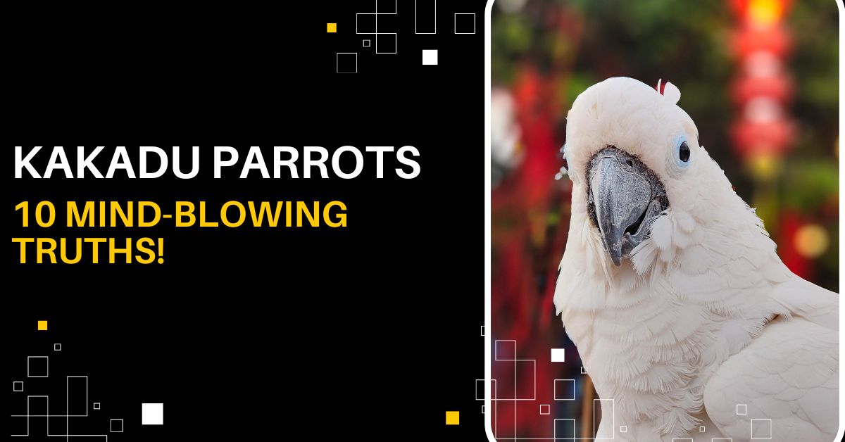 Kakadu-Parrots