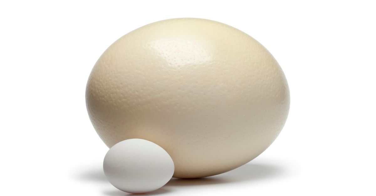 Ostrich-Egg