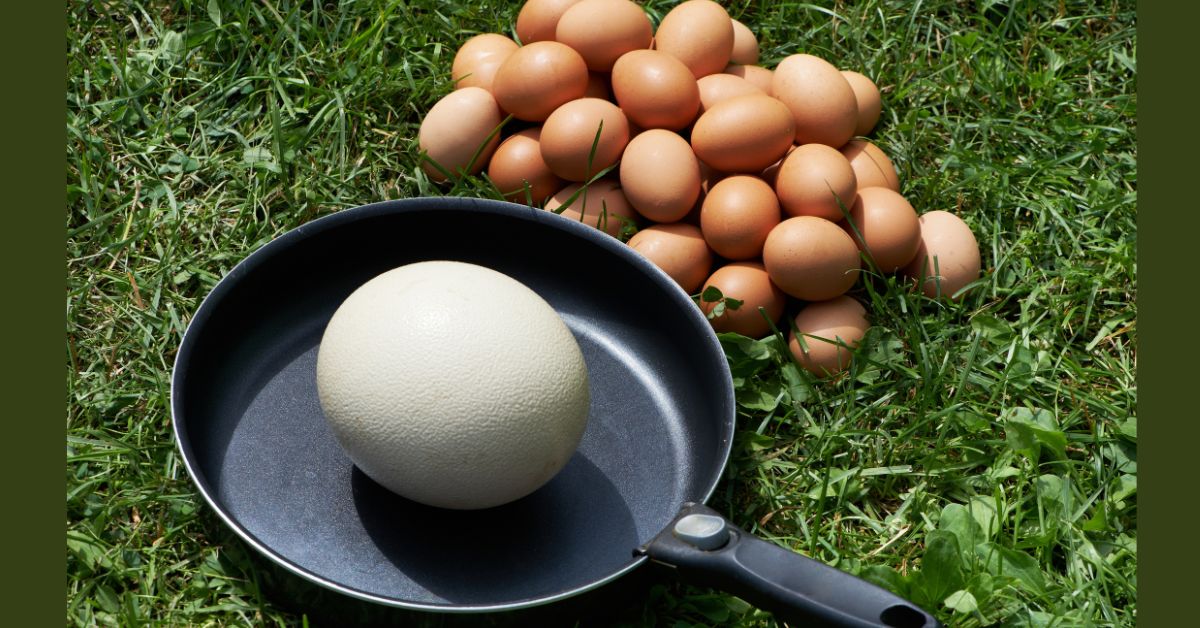 Ostrich-Egg