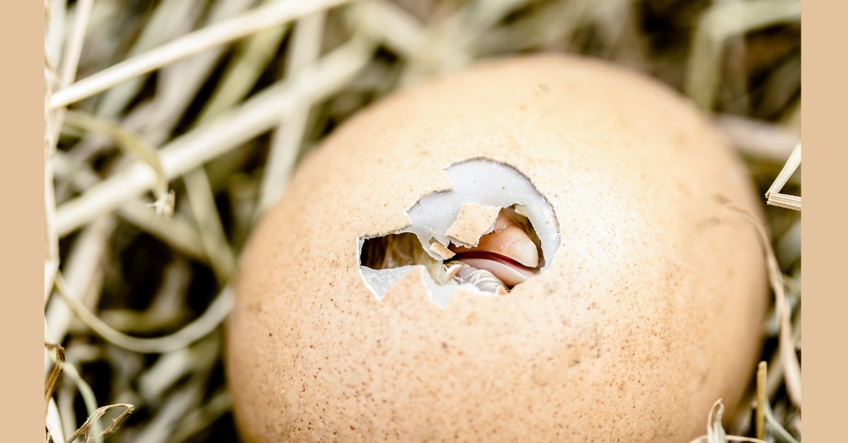 Ostrich-Egg