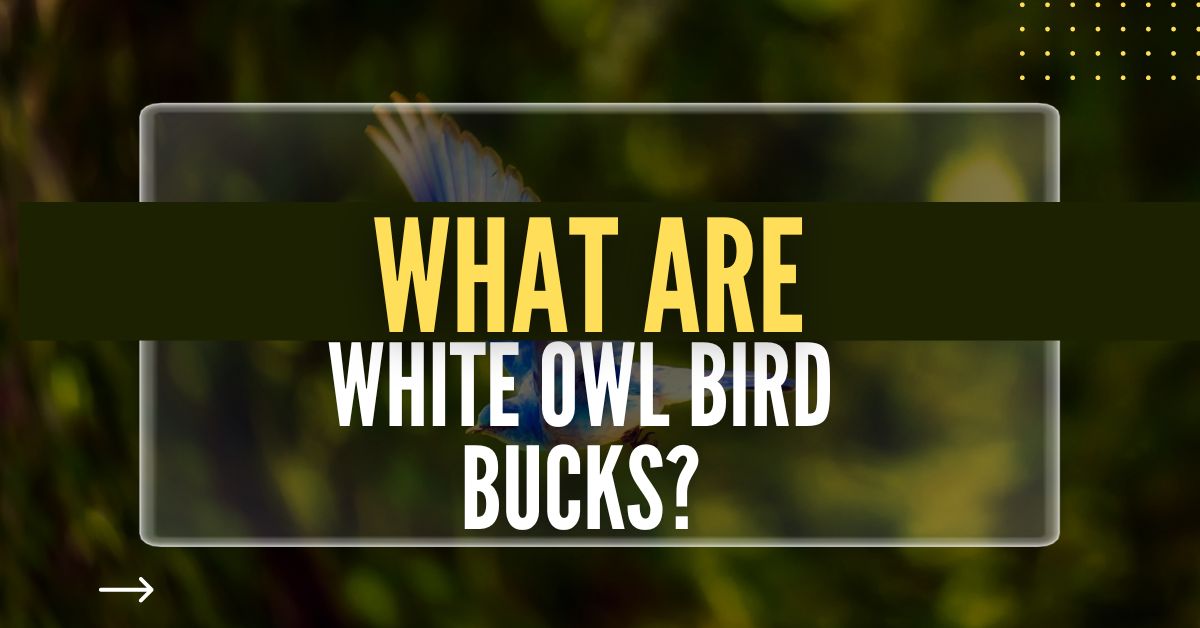 White-Owl-Bird-Bucks