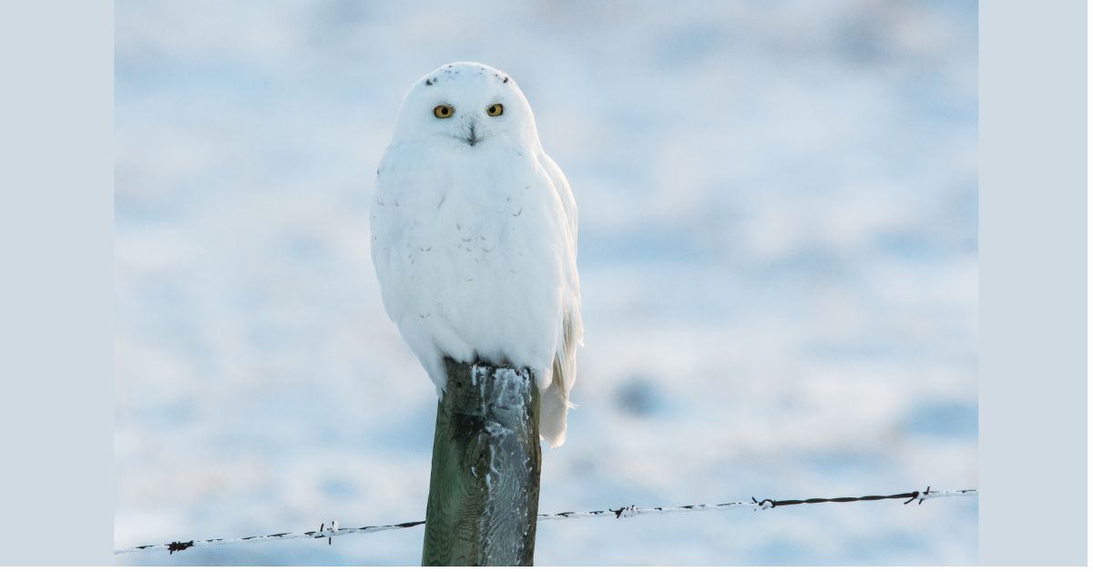 White-Owl-Bird-Bucks