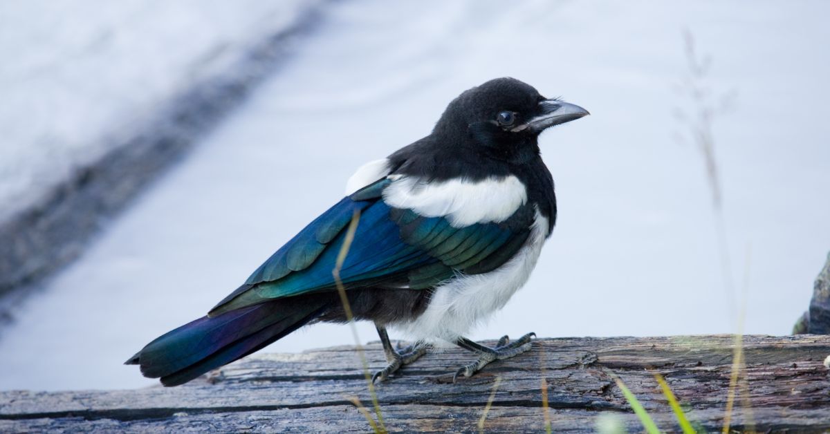 Black-and-White-Birds