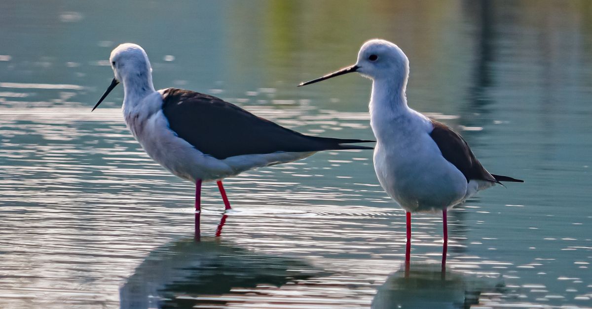 Black-and-White-Birds