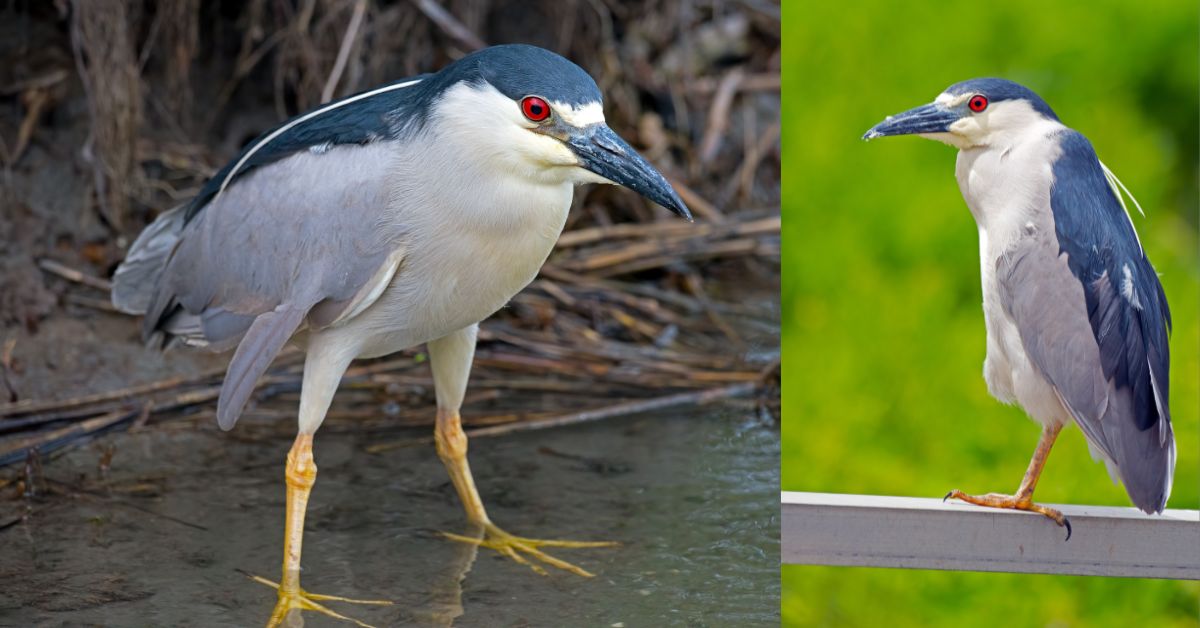 Black-and-White-Birds