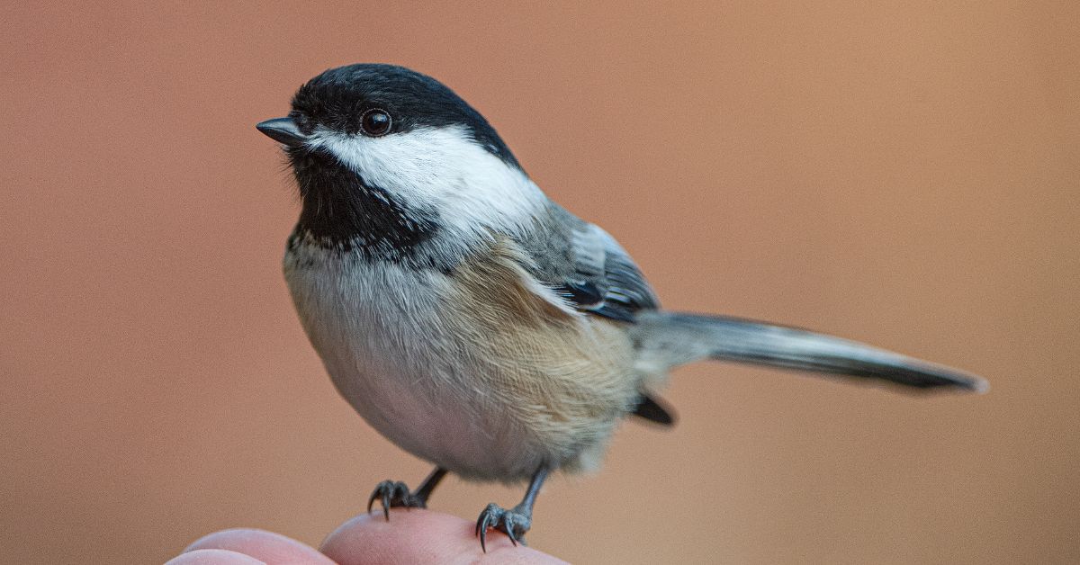 Black-and-White-Birds