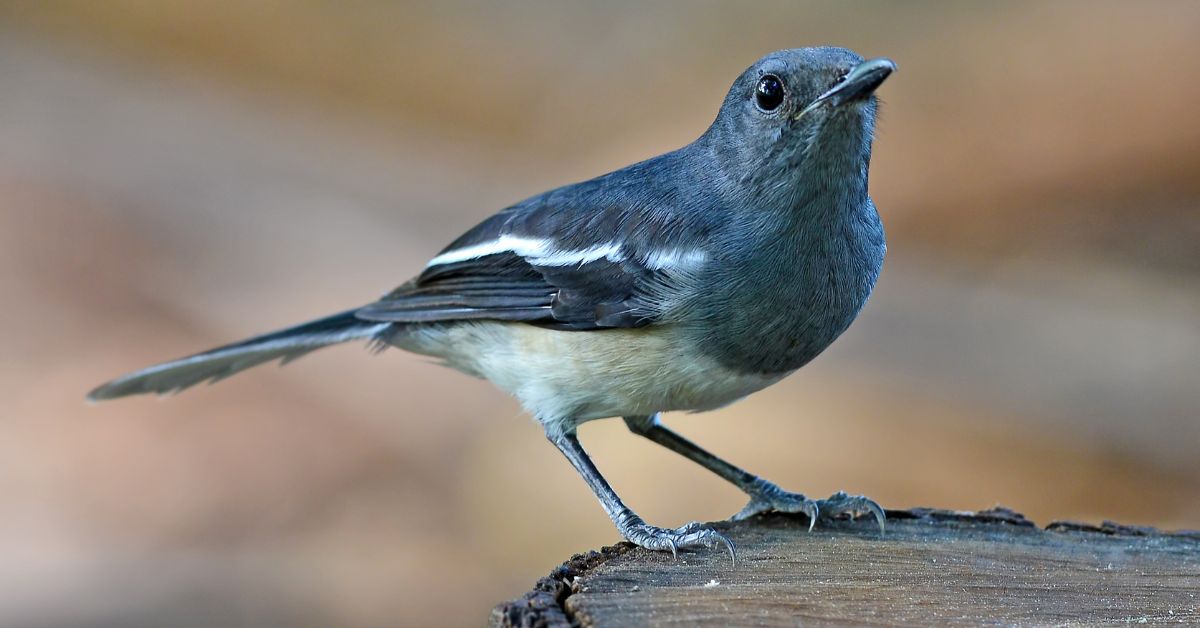 Black-and-White-Birds