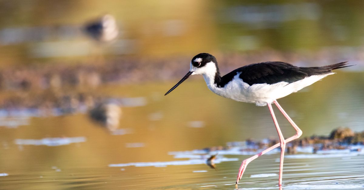 Black-and-White-Birds