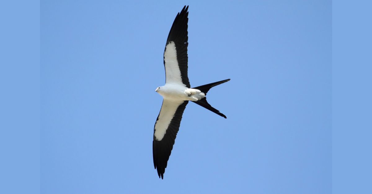 Black-and-White-Birds