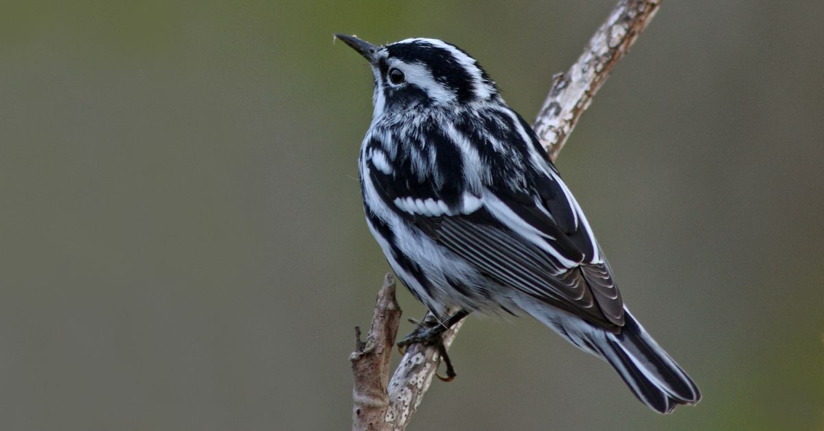 Black-and-White-Birds