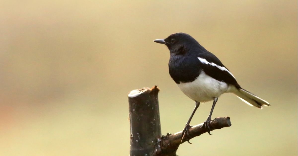 Black-and-White-Birds