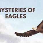 Mysteries of Eagles