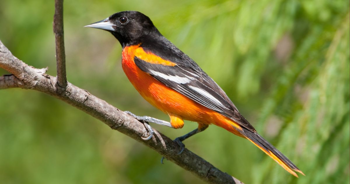 Orioles