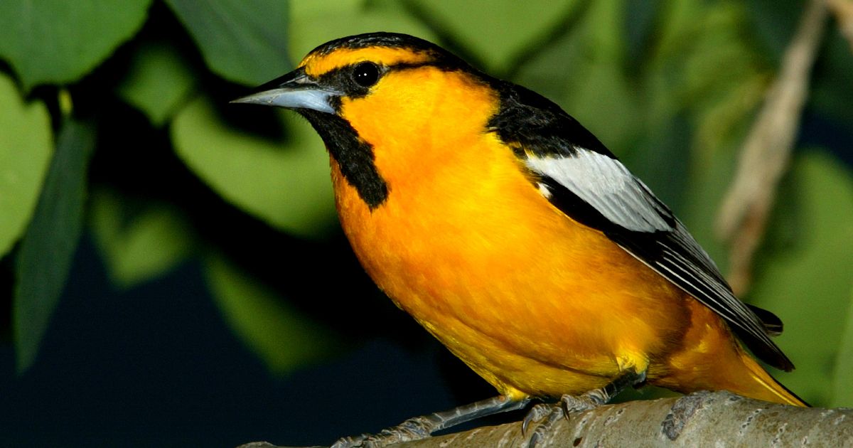 Orioles