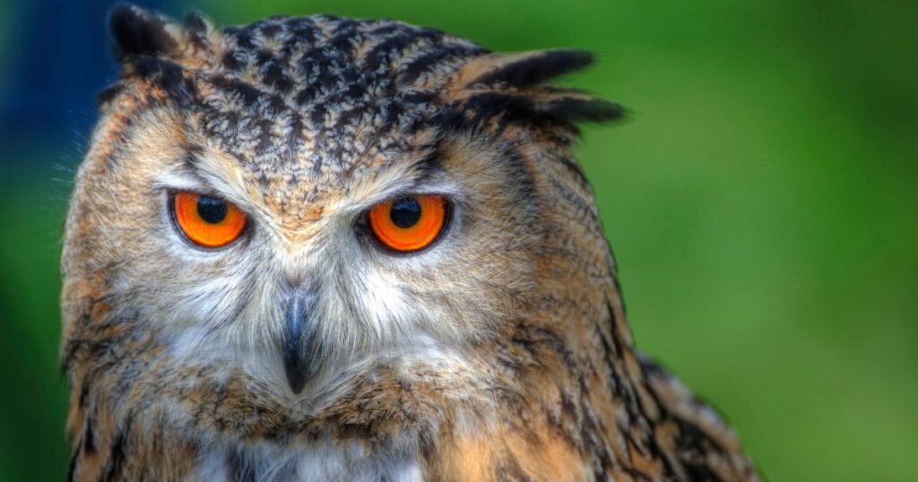 Superb-Owl