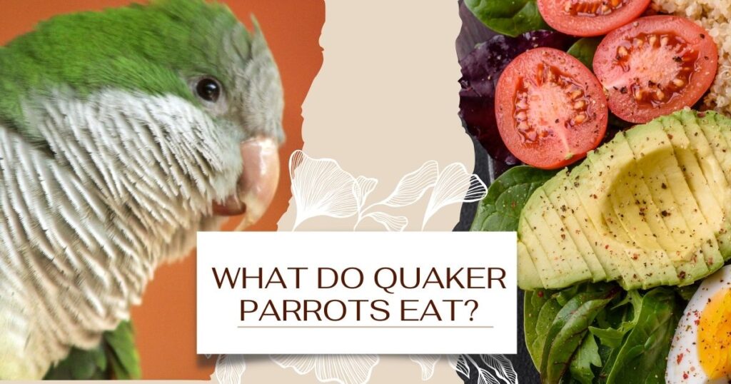 What-Do-Quaker-Parrots-Eat