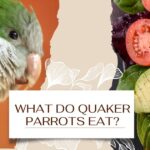 What-Do-Quaker-Parrots-Eat