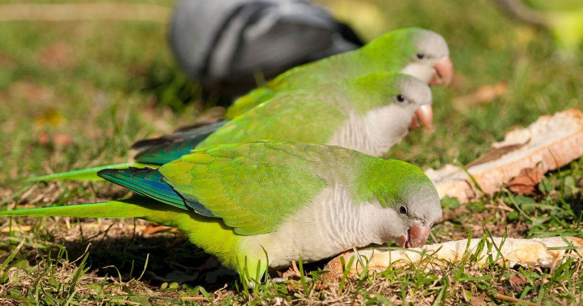 What-Do-Quaker-Parrots-Eat