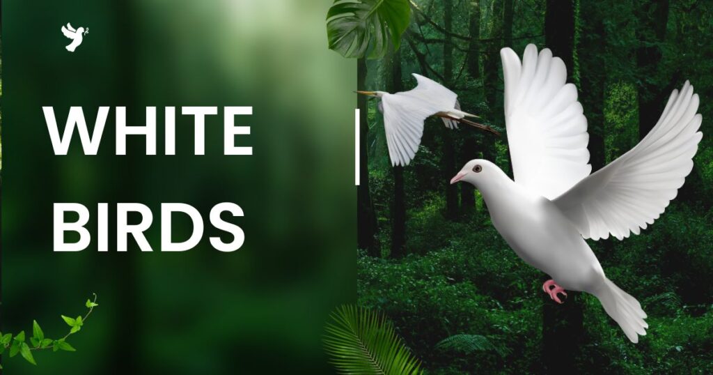 White-Birds